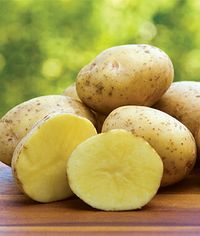 Yukon Gold Potato Seeds and Plants, Vegetable Gardening at Burpee.com