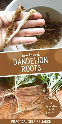 How to Cook Dandelion Roots: Foraging Recipes - Cooking dandelion roots is easy with this foraged food recipe. Learn about foraging in the fall for dandelion roots when they're at their most medicinal Dandelion roots have many health benefits and taste delicious in many foraged food recipes.