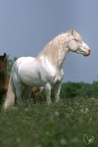 White horse in the pasture.