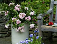 Creating an easy-care cottage garden - Anthony Tesselaar Plants