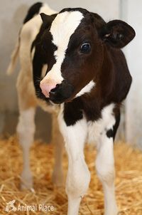 Awwws :) #farm #calf #baby