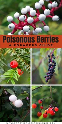 Poisonous Berries ~ A Forager’s Guide