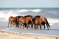 History of the Banker Horses   In order to understand the Banker Horse, one must understand the location and environment from which they developed. Until recent years, the Outer Banks of North Carolina were considered some of the most isolated and und Start Burning Fat now, by eating the Right kinds of Food and Cut Out the 5 Foods never to eat.