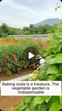 Garden Ideas on Instagram: "4 tips for caring for vegetables with baking soda #gardening #garden #gardeningtips #gardenlife #gardeninspiration #gardenideas #gardenlove #gardendesign #gardenersofinstagram #gardenersworld #garden_styles #gardenphotography #gardenlovers #gardenerslife #gardenart #gardenbeauty #gardensofinstagram #gardenplants #gardenviews #gardenersparadise #gardenista #gardeningcommunity #gardenloversclub #gardenaddict #gardeners #gardenerslife"