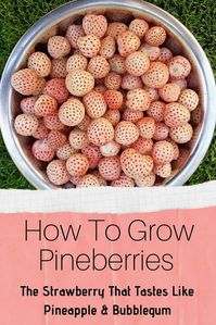 Ever wondered what a strawberry with hints of pineapple and bubblegum would taste like? This year, why not grow pineberries and find out for yourself?