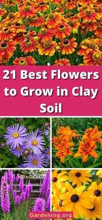 21 Best Flowers to Grow in Clay Soil