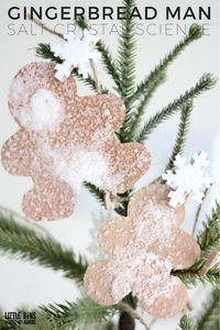 Growing Salt Crystals Gingerbread Man Science Activity for Kids