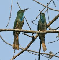 Blue-beareded Bee-eater ( Nyctyornis athertoni) photographed by Peter Ericsson in Thailand on 2nd September 2012