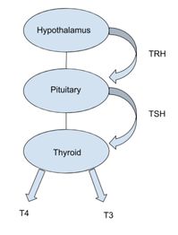 9 Thyroid Tests You Need To Know If Your Thyroid Is Healthy — Genesis Performance Chiropractic of Elverson, PA