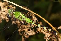 Eastern Pondhawk Dragonfly - Erythemis simplicicollis - North American Insects & Spiders