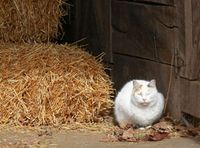 Straw—Not Hay—for Feral Cat Shelters Straw and hay may look similar, but they’re very different when it comes to insulating your feral cat s...