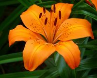 orange lily - for bridesmaid flower bouquet