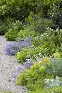 Gardening 101: Lady’s Mantle - Gardenista