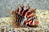 Fuzzy Dwarf Lionfish