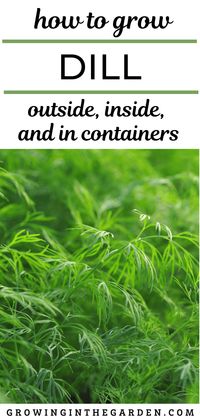 How to Grow Dill: Outside, Inside and in Containers