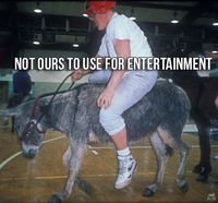 Donkey Basketball Fundraisers: Disturbing and Inhumane. #teachkindness