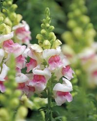 Planta con flor: Boca de dragón, antirrhinum