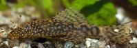 Bristlenose Plecos