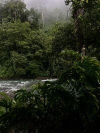 Aesthetic, rainforest, forest, tropcial, Costa Rica, nature