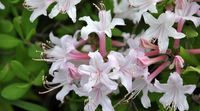 15 Dwarf Azalea Varieties For Compact Planting Spaces