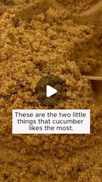 Amazing Garden on Instagram: "Tips for growing cucumbers effectively #backyardgardening #gardeninglife #vegetablegardening #vegetablegarden #gardeningtips #gardeninglove #organicgardening #gardensofinstagram #gardenideas #urbangardening #gardeningistherapy #gardeninggoals #homegardening #gardeninspiration #lovegardening #gardeningisfun #countrygarden #veggiegarden #happygardening"