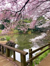 📍Shinjuku Gyoen - Tokyo, Japan One of the best spots to enjoy cherry blossoms in Tokyo.