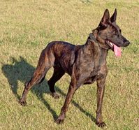 Dutch Shepherd 💪