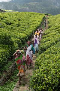 Tea plantations, Sri Lanka