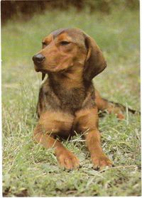 alpine dachsbracke photo | Alpine Dachsbracke Breed Information: History, Health, Pictures, and ...