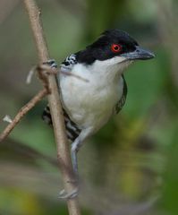 Great Antshrike