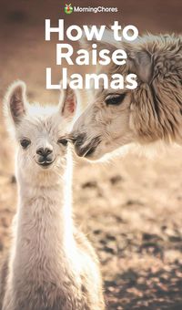 The Basics of Raising Llamas on the Homestead