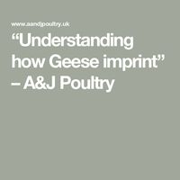 “Understanding how Geese imprint” – A&J Poultry