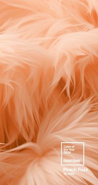 PANTONE® USA | Color of the Year 2024 - Pantone Peach Fuzz