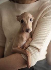 Isn't he sweet! Italian greyhound