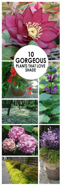 10 Gorgeous Plants that LOVE Shade