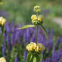 Phlomis russeliana - phlomis