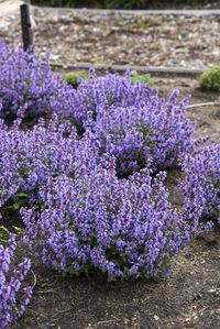 Catmint – Ultimate Plant Care & Growing Guide | Proven Winners