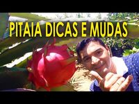 02 Pitaia como Plantar e Cultivar em Casa ou Produção - YouTube