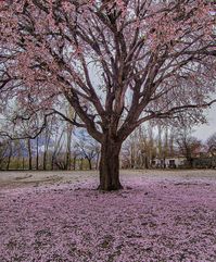 Skardu blossom, Gilgit Baltistan🌸😭😍