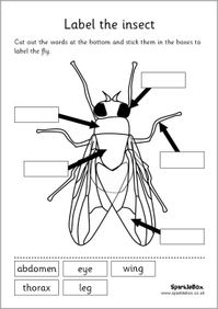 MFW:K - Insect unit - Label the insect set worksheet