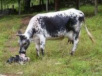 Lineback cow with newborn.