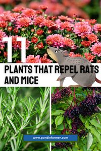 Bid farewell to unwanted guests with nature's pest repellents! Explore our guide to discover eleven plants that rats and mice can't stand, offering a natural solution to keep your home and garden rodent-free. #PestRepellentPlants #RatAndMiceDeterrent #PondInformer