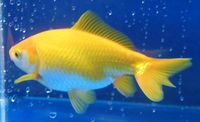 Goldfish - nice solid Yellow and White Wakin