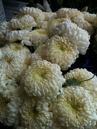 white disbud "football" mums