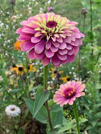 From zinnias to sunflowers, here are annual and perennial flowers to plant midsummer that will bloom quickly but may need extra water and care to thrive.