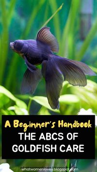 Embark on your goldfish care journey armed with the ABCs of proper care. From tank setup to dietary needs, this handbook covers all the basics in an easy-to-follow format, making it perfect for beginners.