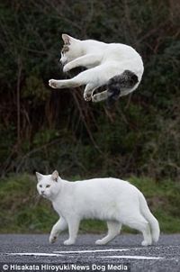 Let me show you my coolest trick! A white pussy launches its left leg out in a mid-air kic...