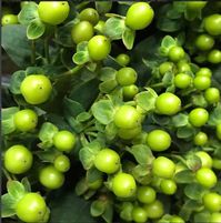 Green Hypericum Berries is a DIY wedding flower favorite for its subtle texture!  It's extremely durable and long-lasting. Perfect for DIY wedding or event! Shop from over 50+ flowers, or explore our DIY resources & order online today!