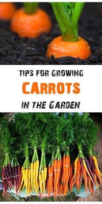 How to Harvest Carro