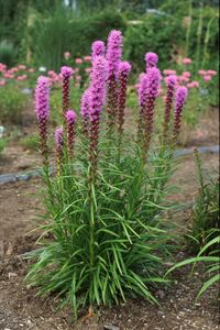 23 Perennials for Full Sun | HGTV